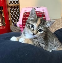 Maya (bonded with Kaya) - Photo 1