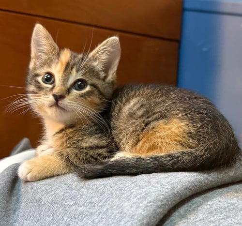 MAYA (BONDED WITH KAYA) - Domestic Short Hair available for adoption