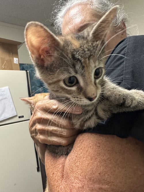PENNY (BONDED WITH COPPER)
