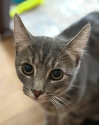 Buddy - Photo 3