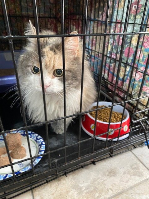 HONEY - Domestic Long Hair available for adoption