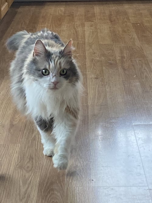 HONEY - Domestic Long Hair available for adoption