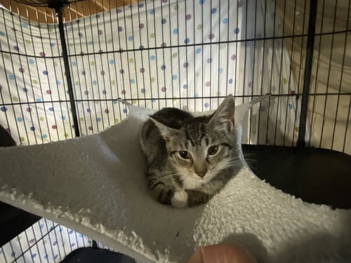 TARO - Domestic Short Hair available for adoption