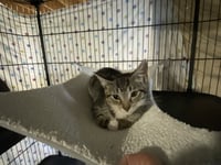 Taro - Photo 3