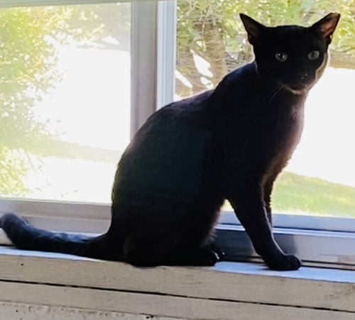 PEABO - Domestic Short Hair / Siamese available for adoption