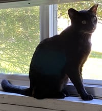 Peabo - Photo 3