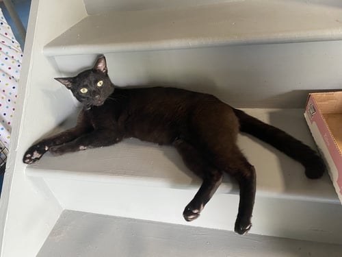 PEABO - Domestic Short Hair / Siamese available for adoption