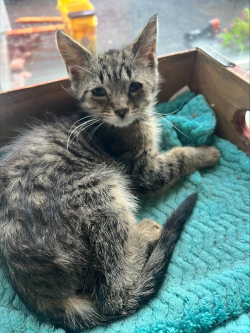 MILLIKAN - Domestic Short Hair available for adoption