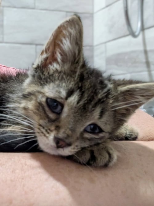 MILLIKAN - Domestic Short Hair available for adoption