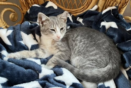 ARABIS - Domestic Short Hair available for adoption