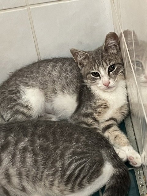 ARABIS - Domestic Short Hair available for adoption