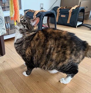 AMELIA - Domestic Short Hair available for adoption