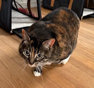 AMELIA - Domestic Short Hair available for adoption