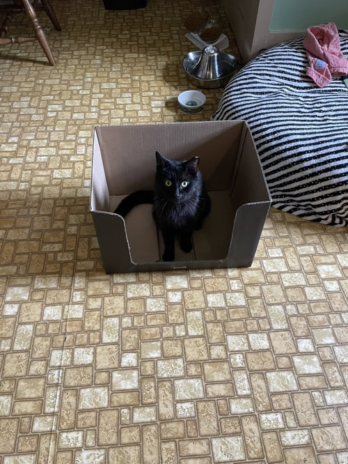 CATALINA WINE MIXER - Domestic Short Hair available for adoption