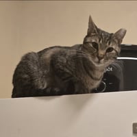 Luna - Photo 3