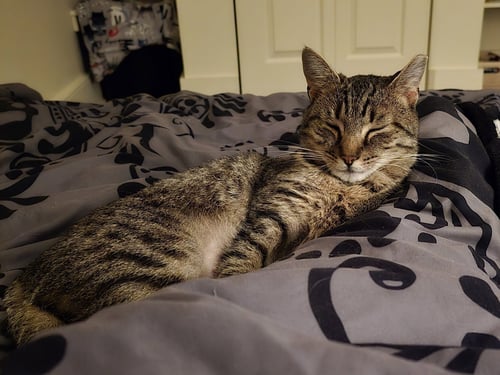 LUNA - Domestic Short Hair available for adoption