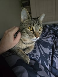 Luna - Photo 1