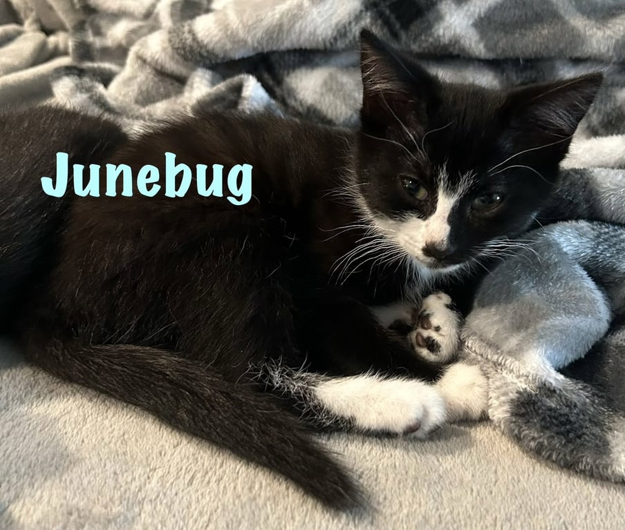 Junebug Image