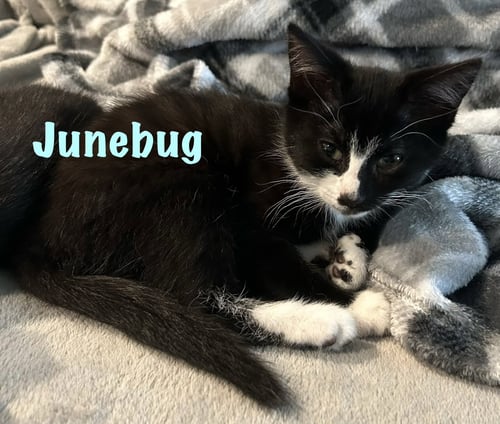 JUNEBUG - Domestic Short Hair available for adoption