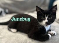 Junebug - Photo 2