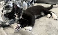 Junebug - Photo 4
