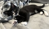 Junebug - Photo 3