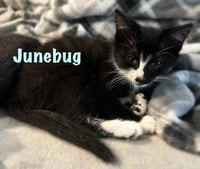 Junebug - Photo 4