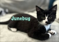 Junebug - Photo 2