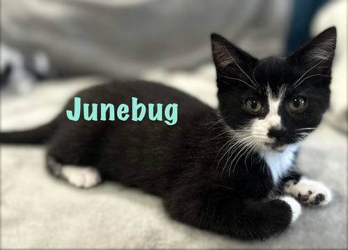 JUNEBUG - Domestic Short Hair available for adoption