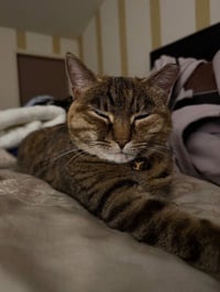 Lilloette - Photo 2