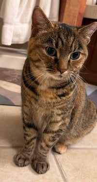Lilloette - Photo 4
