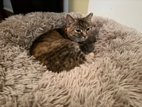 Lilloette - Photo 5