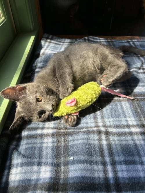 RAZ - Domestic Short Hair available for adoption