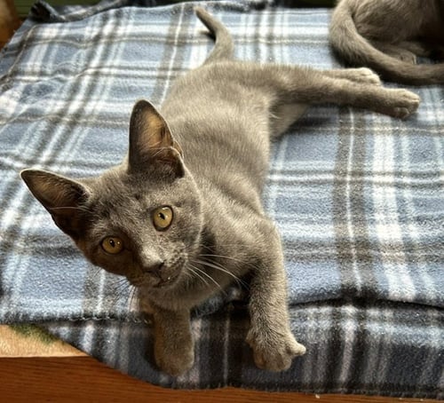 RAZ - Domestic Short Hair available for adoption
