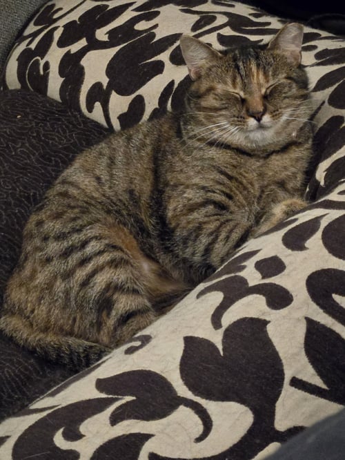 KALIMOTXO - Domestic Short Hair available for adoption