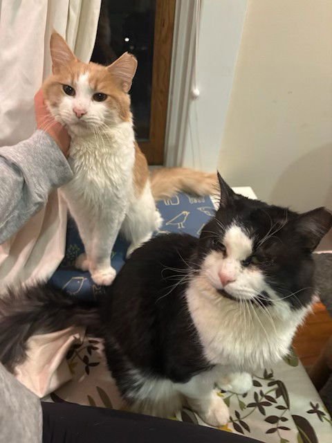 RUPERT (BONDED WITH HEDWIG) - Domestic Medium Hair available for adoption