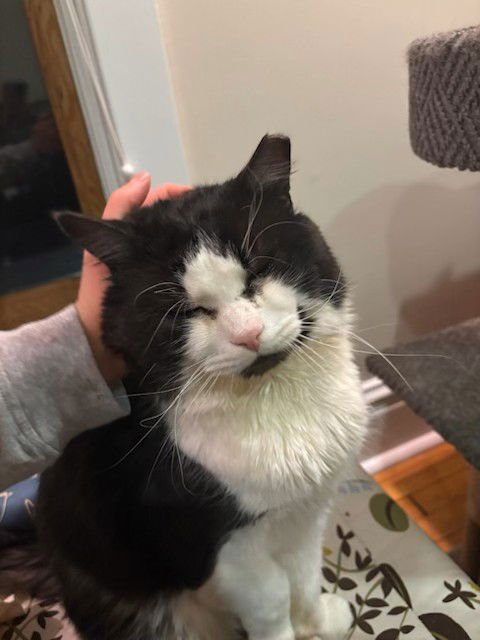 RUPERT (BONDED WITH HEDWIG) - Domestic Medium Hair available for adoption