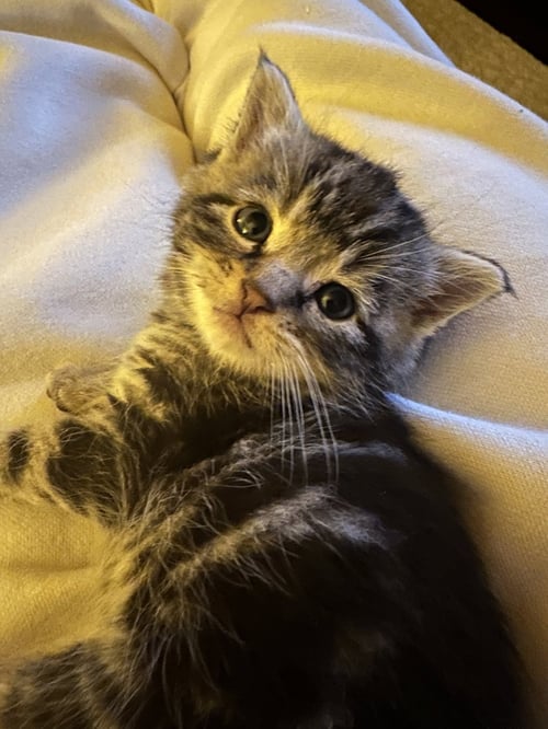BOK CHOY - Domestic Short Hair available for adoption