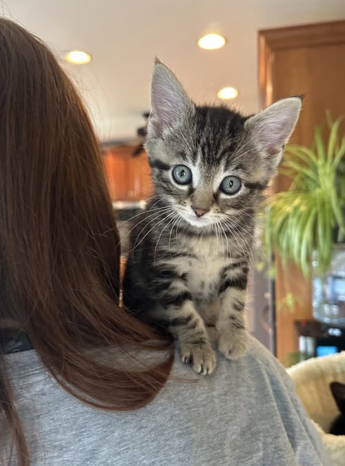 BOK CHOY - Domestic Short Hair available for adoption