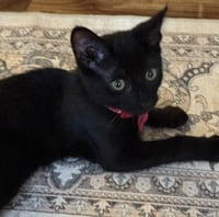 Stella - Photo 3