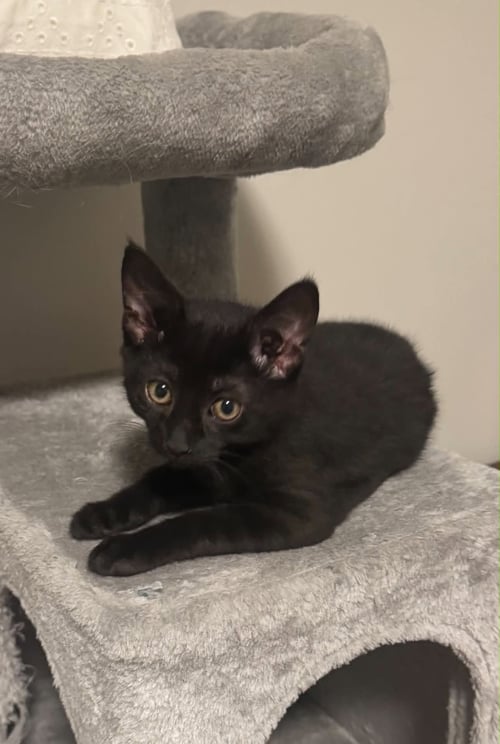 STELLA - Domestic Short Hair available for adoption