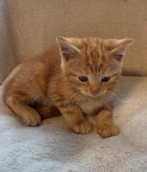 ARCHIE