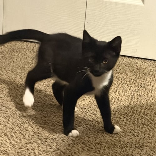 TUKY - Domestic Short Hair available for adoption