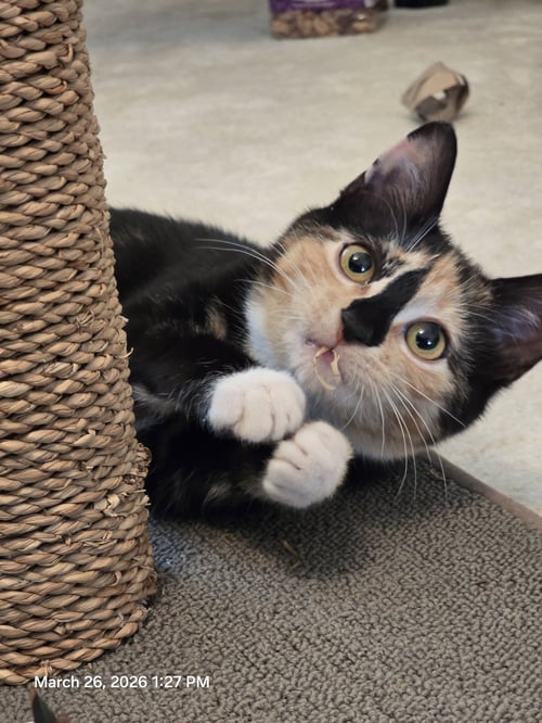 GINGER - Domestic Short Hair for adoption in Harrisburg