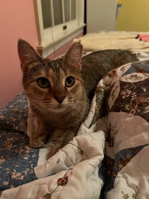 CINNABON - Domestic Short Hair available for adoption