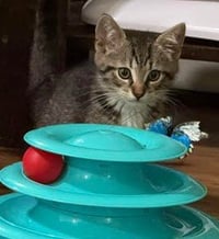 Mr Chip - Photo 3