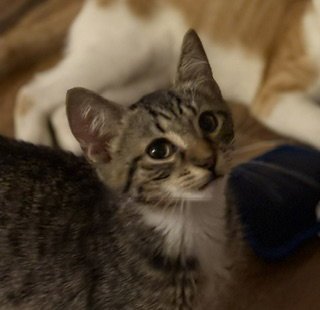 MR CHIP - Domestic Short Hair available for adoption