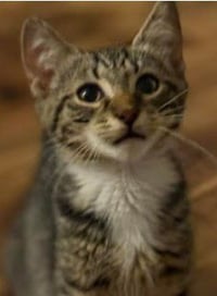 Mr Chip - Photo 3