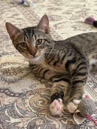 Mr Chip - Photo 5