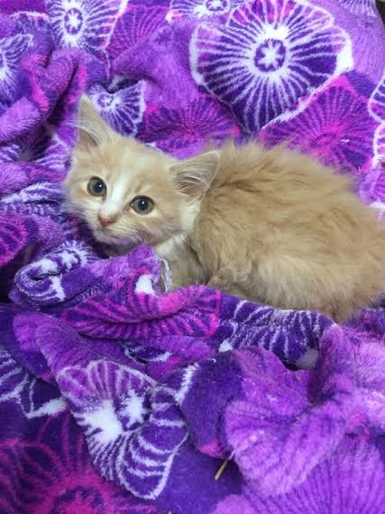AURELIA - Domestic Long Hair available for adoption